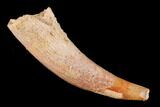 Fossil Pterosaur (Siroccopteryx) Tooth - Morocco #140706-1